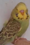 20120419: olive green cinnamon hen?