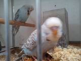 20120419: cinnamon blue hen from a second grade pair