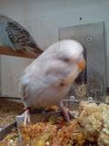 20120419: cinnamon blue hen from a second grade pair
