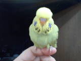 20120426: opaline-cinnamon finally a decent one