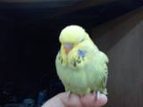 20120426: opaline-cinnamon finally a decent one