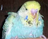 07 JUL 2008 - GOVAYF - buff chick