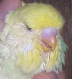 07 JUL 2008 - GOVAYF - A. yellowface hen