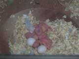 02 JAN 2011 - Pair 136061: chicks