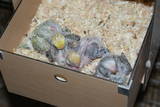 17 JAN 2011 - Pair 136061: chicks